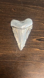 Pure Silver Great White Shark Tooth