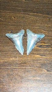 Pure Silver Shark Teeth 999 fine