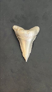 Pure Silver 999 Fine Cast Shark Tooth