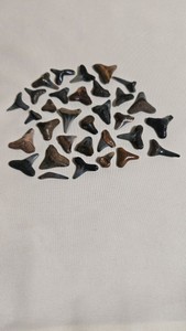 FOSSILIZED, SHARK TEETH.