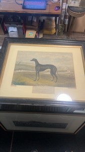1876 DONALD greyhound etching