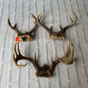 Antlers