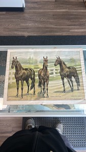 the fastest stallions in the world m.w. savage lithograph