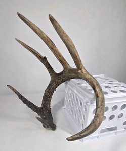 Whitetail Deer Antler 7 Point Side Heavy Mass Long Tines Sticker Point - Combined (without spread) 76 14