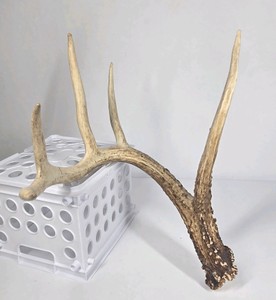 Whitetail Deer Antler 5 Point Side Long Beam Tall Brow Tine - Combined (without spread): 63 1/4