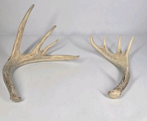 Lot of 2 Whitetail Deer Antler Sheds Palmation Heavy Beam Long Tines