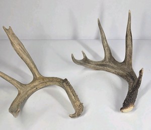 Lot of 2 Whitetail Deer Antler Sheds Long Beams Mixed Points Natural Character