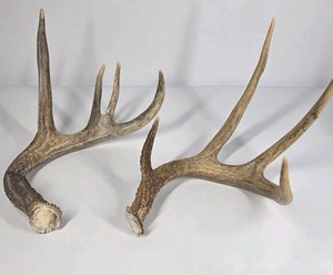 Lot of 2 Whitetail Deer Antler Sheds 5 Point & 4 Point Long Beams Curved Frame