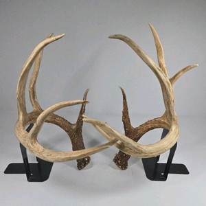 Whitetail Deer Antlers 12 Point Rack With Sticker Points Large Heavy Mass Wide Set - 148 3/4 + spread