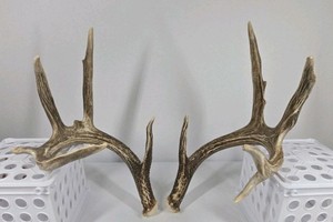 Whitetail Deer Antlers 10 Point Rack With Sticker Points Heavy Mass Wide Sweep - Combined (without spread): 125 1/2