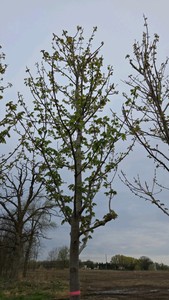 Autumn Blaze Maple