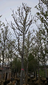 Autumn Blaze Maple