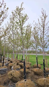 Autumn Blaze Maple