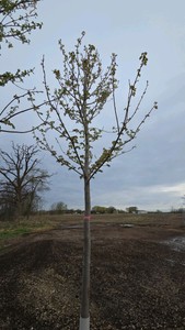 Autumn Blaze Maple