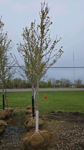 Autumn Blaze Maple