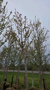 Autumn Blaze Maple