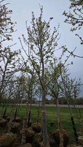 Autumn Blaze Maple