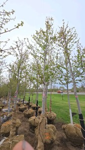 Autumn Blaze Maple