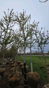 Autumn Blaze Maple