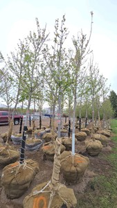 Autumn Blaze Maple