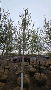 Autumn Blaze Maple