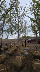Autumn Blaze Maple
