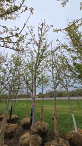 Autumn Blaze Maple