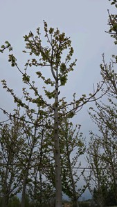 Autumn Blaze Maple