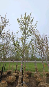 Autumn Blaze Maple
