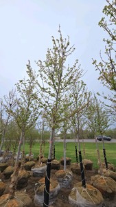 Autumn Blaze Maple