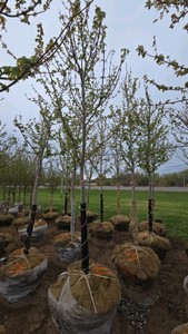 Autumn Blaze Maple