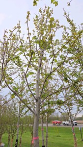 Autumn Blaze Maple