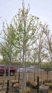 Autumn Blaze Maple