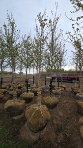 Autumn Blaze Maple