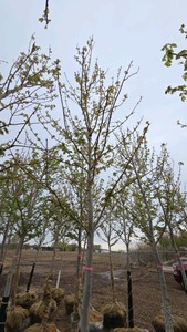 Autumn Blaze Maple