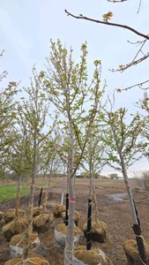 Autumn Blaze Maple
