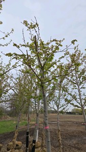 Autumn Blaze Maple