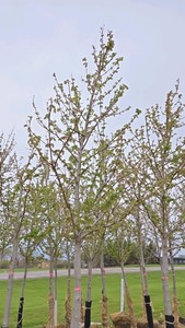 Autumn Blaze Maple