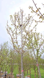 Autumn Blaze Maple