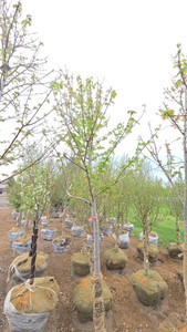 Autumn Blaze Maple