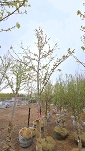 Autumn Blaze Maple