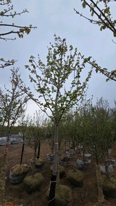 Autumn Blaze Maple