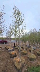 Autumn Blaze Maple