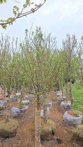 Spring Snow Crabapple