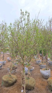 Spring Snow Crabapple