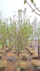Spring Snow Crabapple