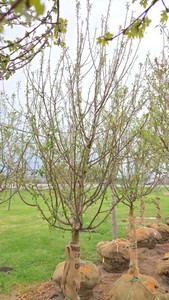 Spring Snow Crabapple