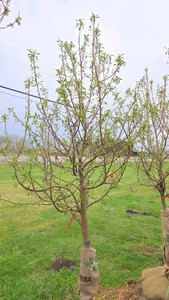 Spring Snow Crabapple