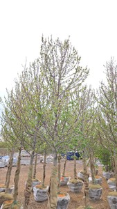 Red Point Maple