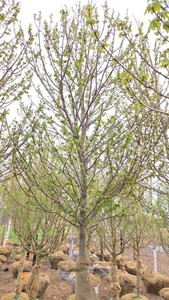 Red Point Maple